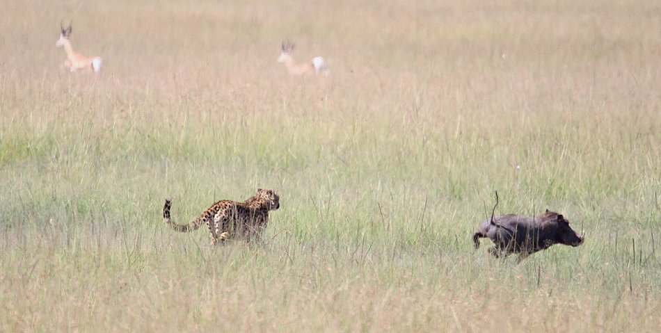 Bora Tano, Fast Five Gepaden in der Masai Mara