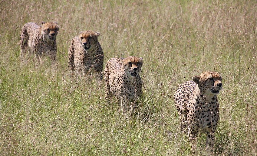 Bora Tano, Fast Five Gepaden in der Masai Mara