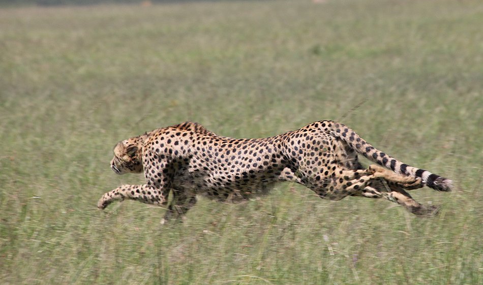 Bora Tano, Fast Five Gepaden in der Masai Mara