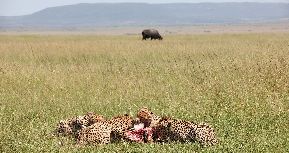 Bora Tano, Fast Five Gepaden in der Masai Mara