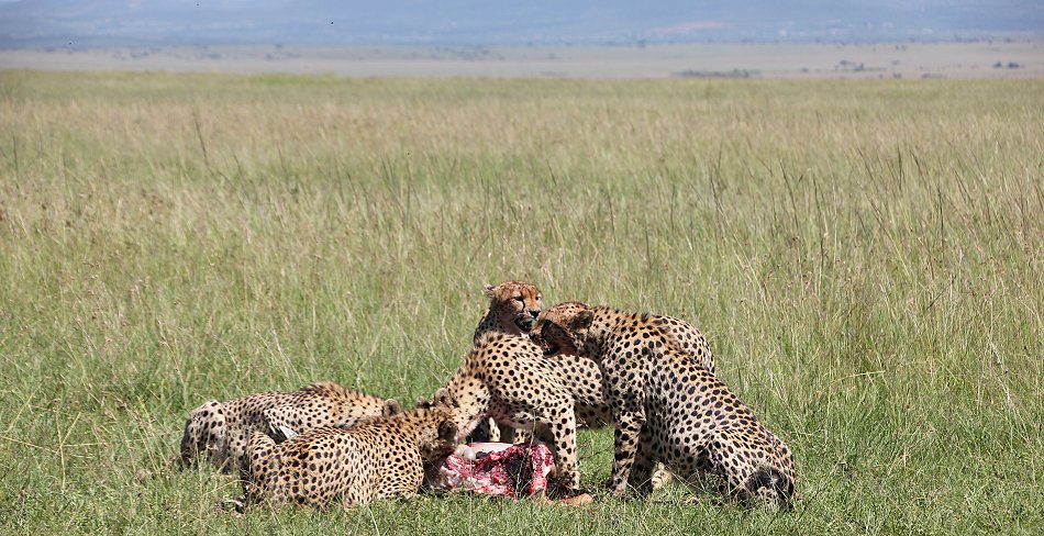 Bora Tano, Fast Five Gepaden in der Masai Mara