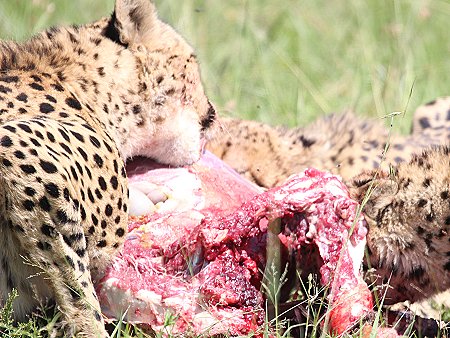 Bora Tano, Fast Five Gepaden in der Masai Mara