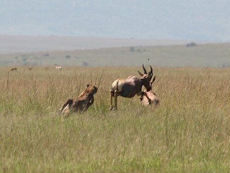 Bora Tano, Fast Five Gepaden in der Masai Mara