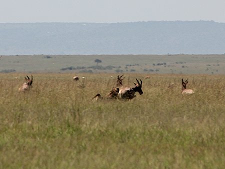 Bora Tano, Fast Five Gepaden in der Masai Mara