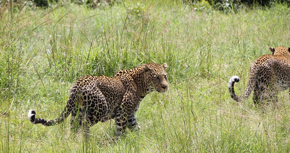 Leoparden Paarung - Kaboso