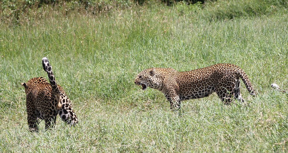 Leoparden Paarung - Kaboso