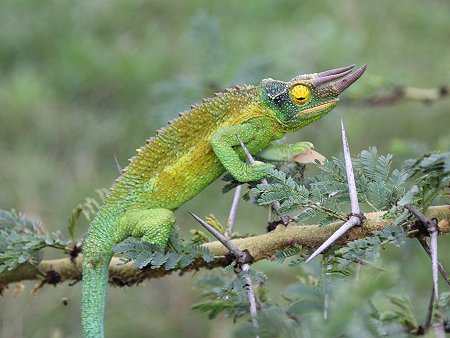 Jackson Chamäeleon auf der Sandai Farm