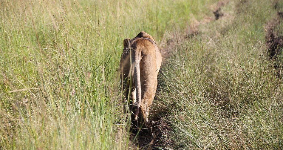 Masai Mara Löwin