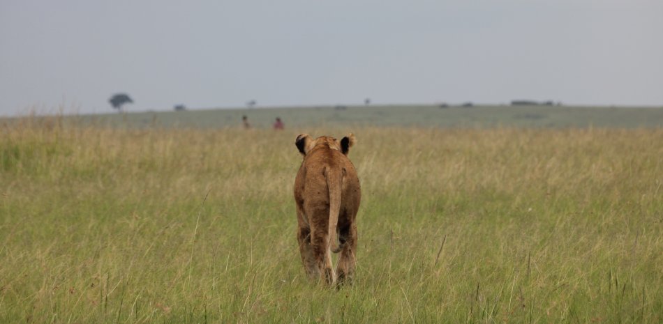 Löwin verfolgt Masai Hirten