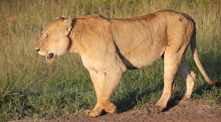 Löwin Masai Mara