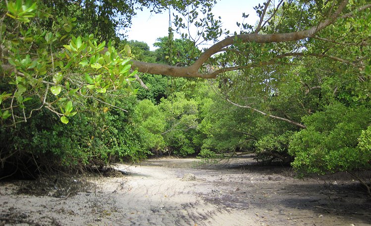 behind the Crab Den - Mtwapa Ruins