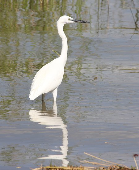 Roberts Camp, Lake Baringo