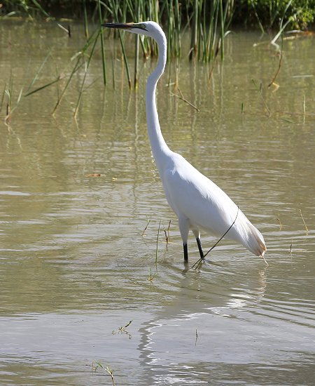 Roberts Camp, Lake Baringo