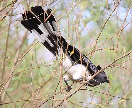 Go Away Bird - Roberts Camp