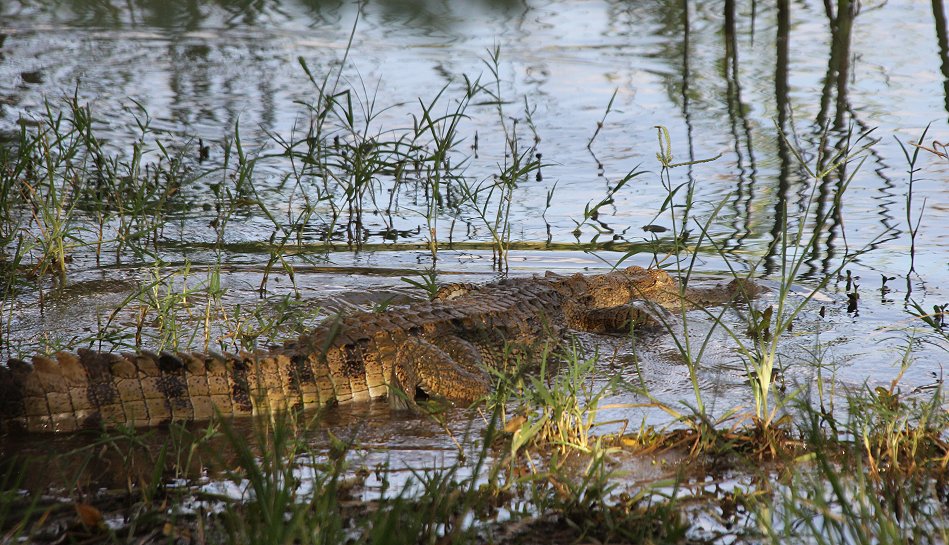 Roberts Camp, Lake Baringo