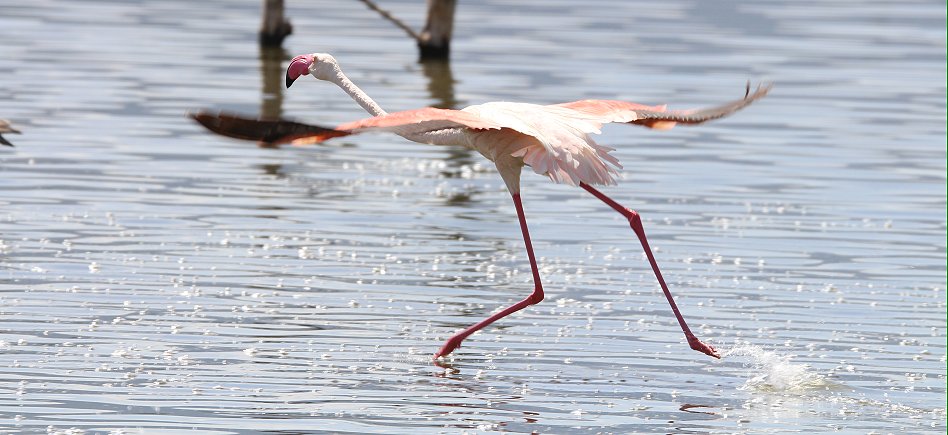 Rosaflamingos - Lake Bogoria