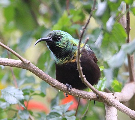 Sunbird auf Sandai