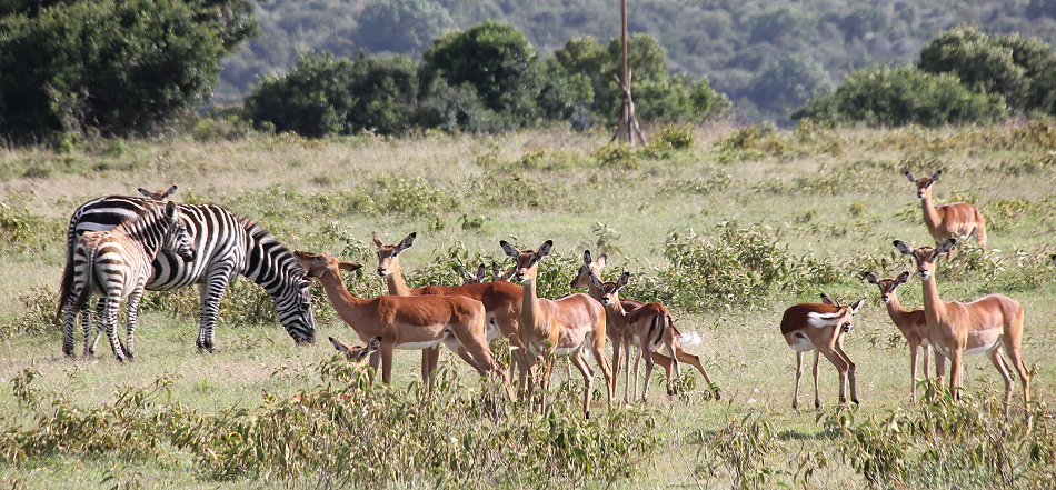 Impalas