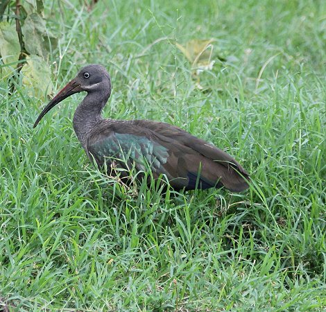 Hagedach Ibis