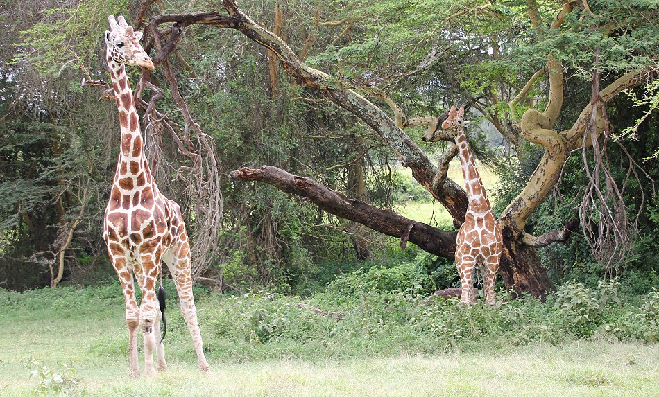 Netzgiraffe auf Solio