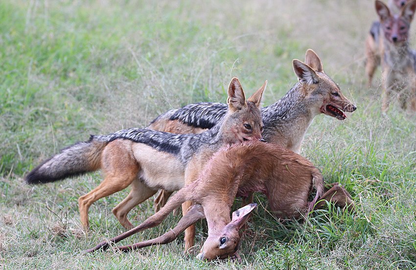 Schakal Kill auf der Solio Ranch