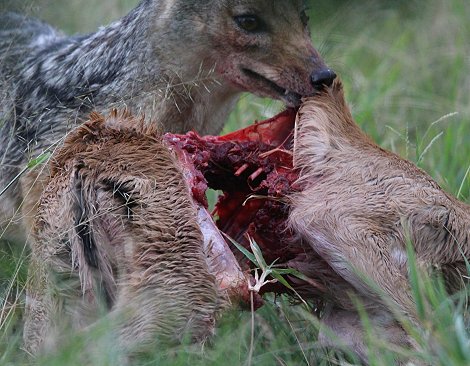 Schakal Kill auf der Solio Ranch