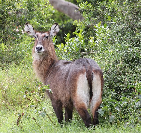 Defassa Wasserbock Weibchen auf Solio