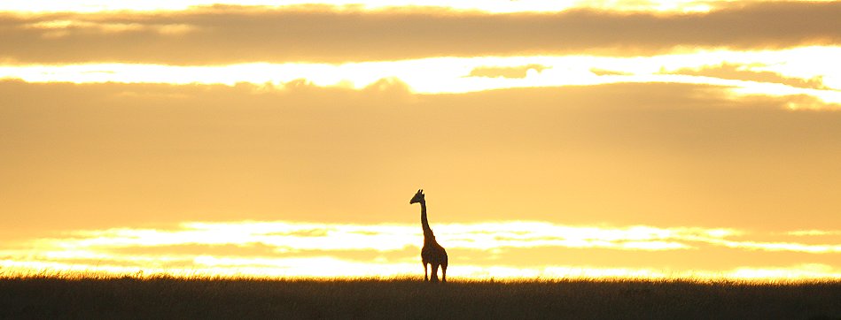 Sonnenuntergang in der Masai Mara