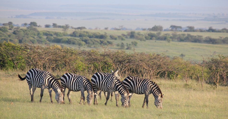 Steppenzebras