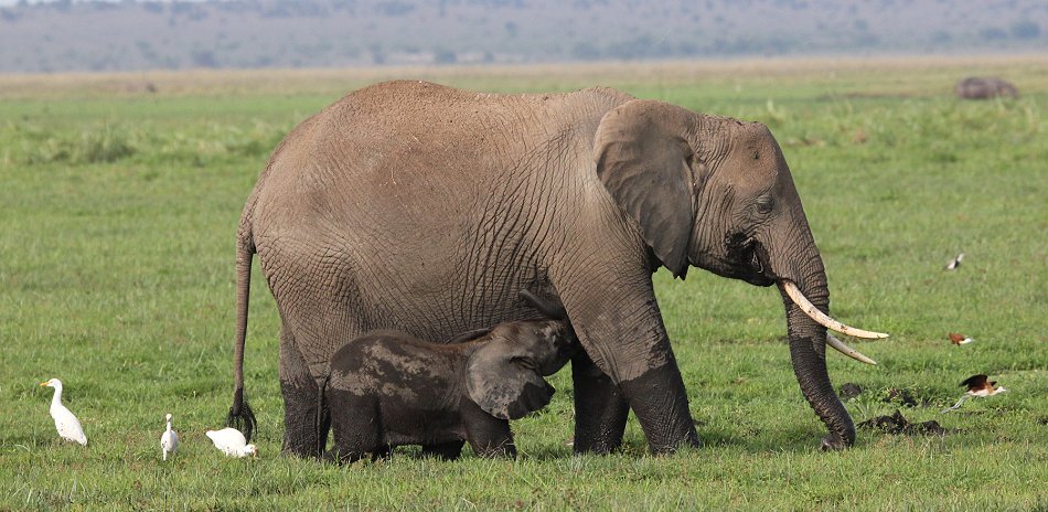 Elefanten im Amboseli Park