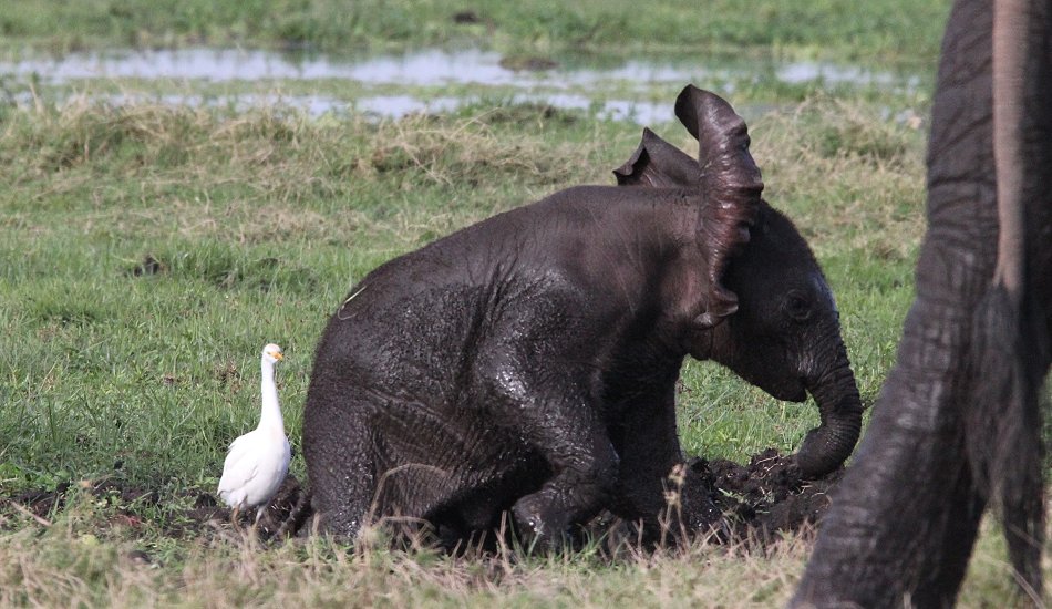 Elefanten im Amboseli Park