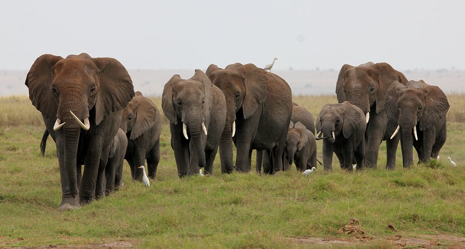 Elefanten im Amboseli Park