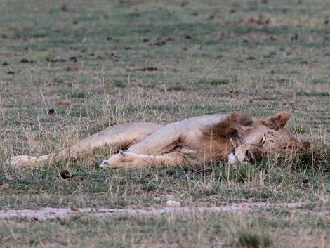 Löwen im Amboseli Park