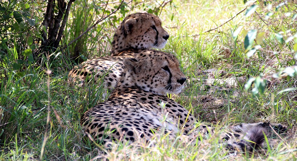 fünf Geparden, Tano Bora, Masai Mara Oktober 2020