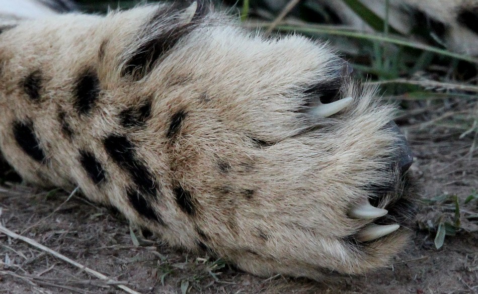 fünf Geparden, Tano Bora, Masai Mara Oktober 2020