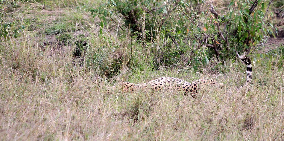 Elephant - Tano Bora Cheetah encounter