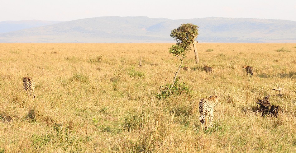 Elephant - Tano Bora Cheetah encounter