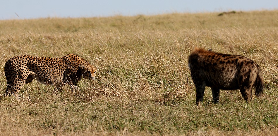 Tano Bora fight with hyena