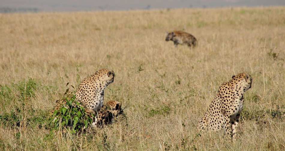 Tano Bora fight with hyena