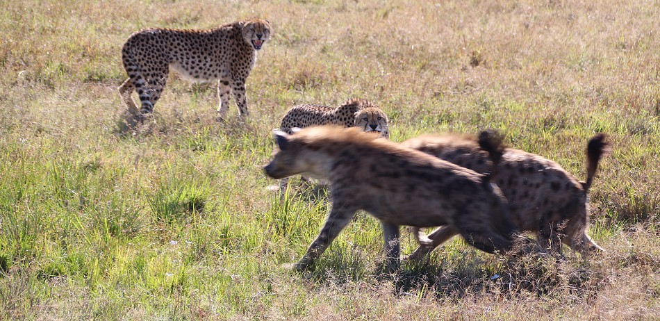 Tano Bora fight with hyena