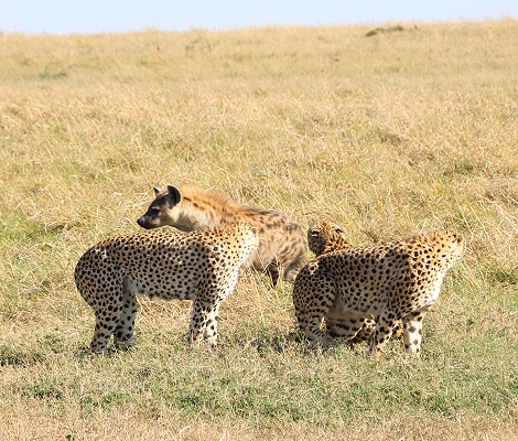 Tano Bora fight with hyena