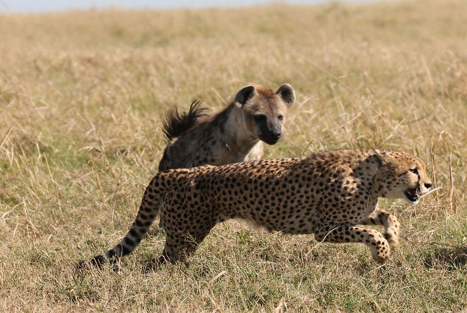 Tano Bora fight with hyena