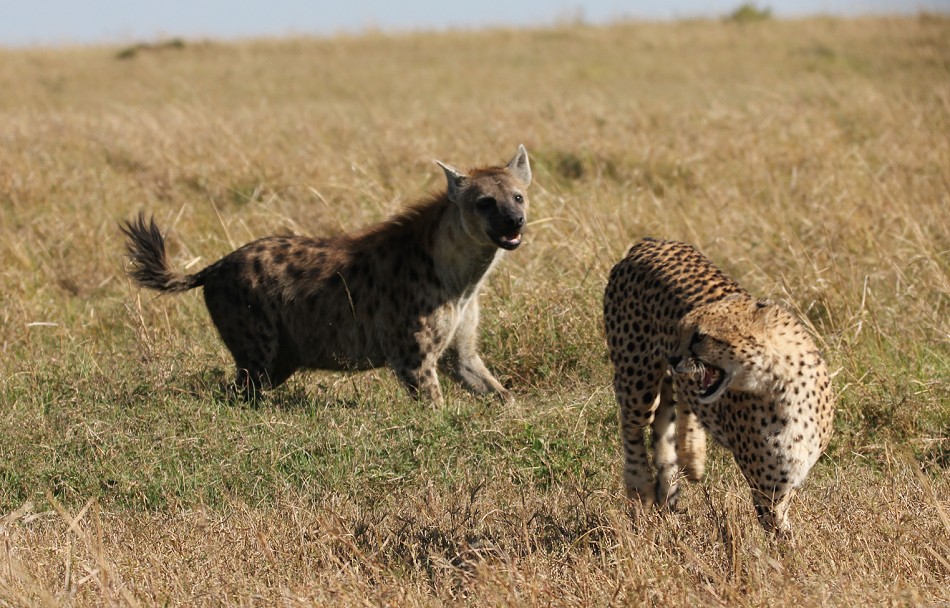 Tano Bora fight with hyena