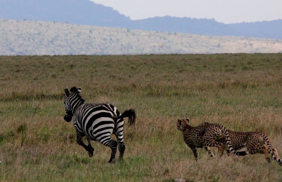 Tano Bora, 5 Geparden jagen Zebras