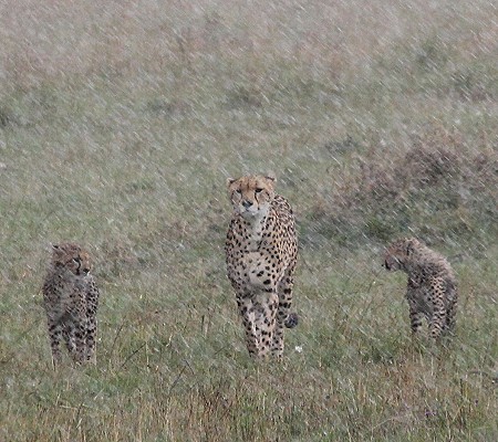 Geparden im Regen, Masai Mara