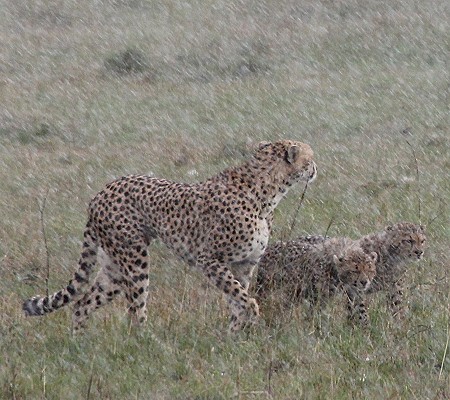 Geparden im Regen, Masai Mara