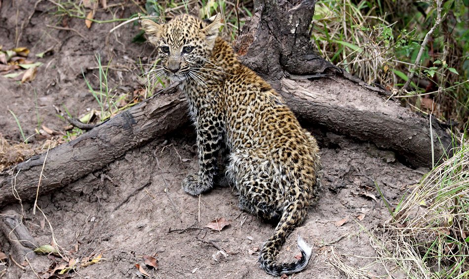 Bahati, Leopardenbabys 2020