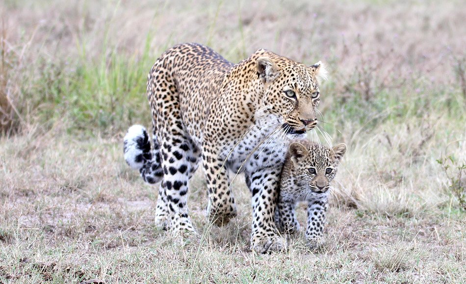 Leopard, Bahati mit ihren Jungen 2020