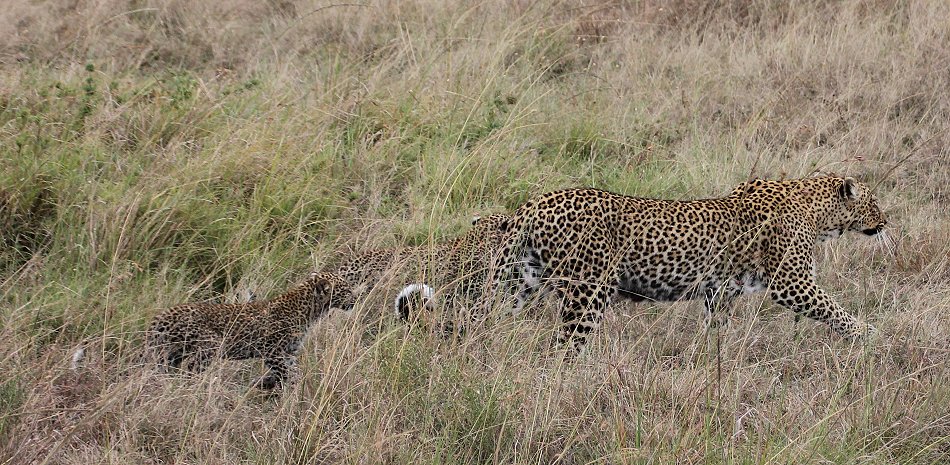 Leopard, Bahati mit ihren Jungen 2020