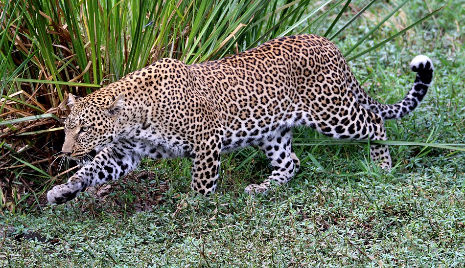 Leopard, Kaboso